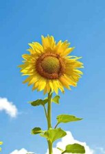 Sunflower seedling starter trays in yellow or red delivered