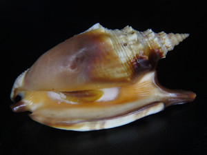 STROMBUS ARATRUM: LARGE SIZE @ 73.72MM W/OPERCULUM! OFF CAIRNS,AUSTRALIA!