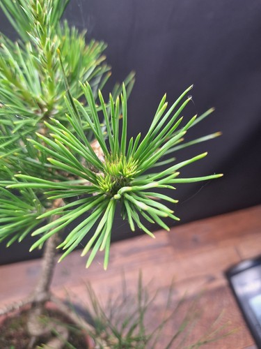 Twisted trunk Japanese black pine Bonsai , 10 Yrs old in stamped terracota pot - Picture 14 of 17