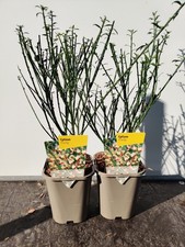 2 x 1L Cytisus 'Firefly' Scented Red Flowering Garden Shrub Plant 1L Pot