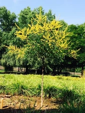 2 RAIN TREE (Koelreuteria Paniculata)   Bare-root