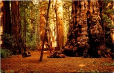 Postcard General Sherman Tree Santa Cruz County California 1958 Chrome /Divided