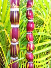 Buddha Belly Sugarcane plant, Sugar Cane. Large Size