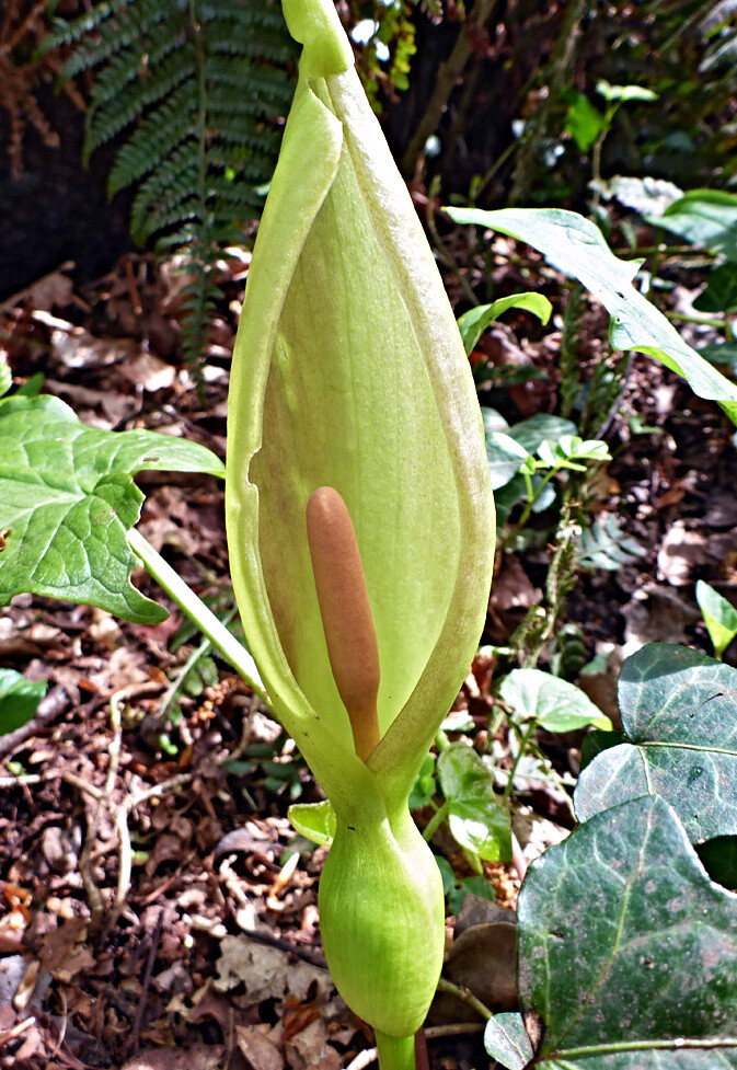 alocasia regal shield variegata Alocasia Regal Shields Aurea variegated TC Plantlet *Preorder* In Vitro