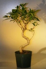 Bonsai Ficus Retusa Pre Bonsai Live Plant Large Curved Trunk Style 12-14 In Tall