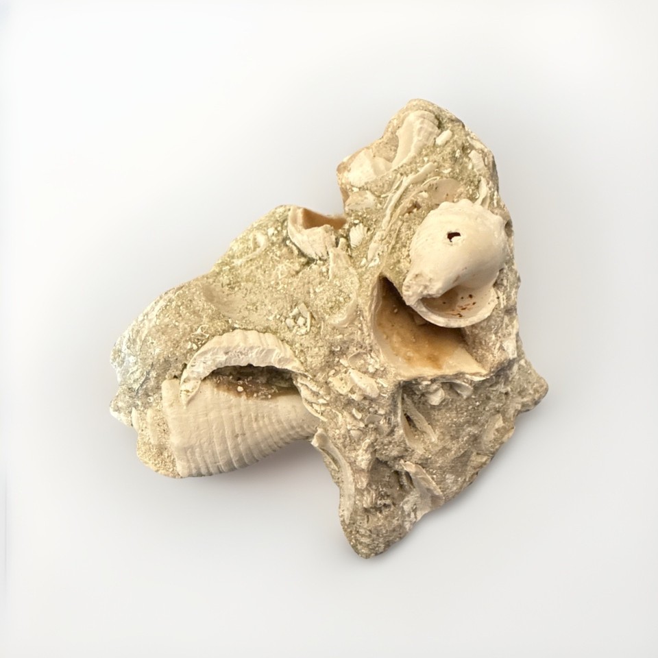 Fossilized Conch Shells In Rock Beach Decor Aquarium Decoration | eBay UK