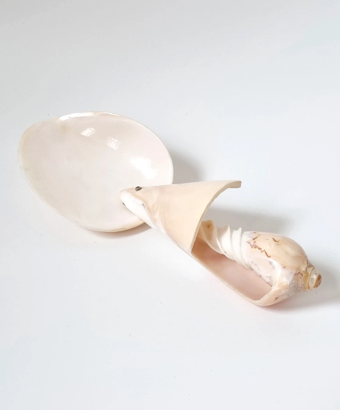 Vintage Shell Conch Ladle Utensil Spoon Cooking Food Serving Handmade White 8"