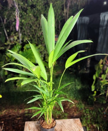 Cyrtostachys Renda Red Sealing Wax Lipstick PALM Plant 38" Tall NOT SEEDS A