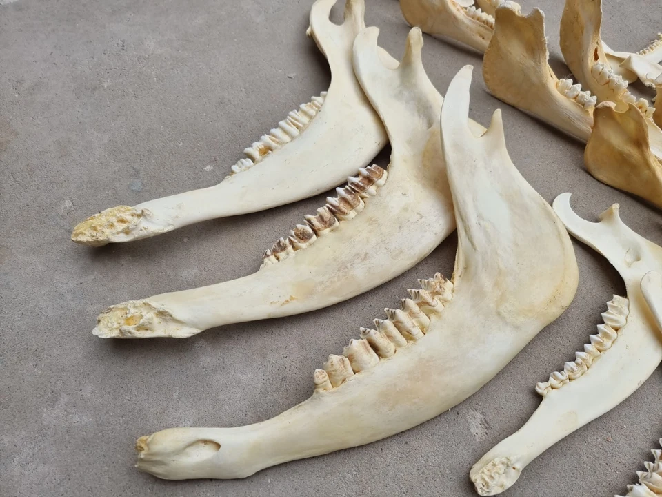 Unterkiefer Knochen Kuh Damwild Reh Rothirsch Wildschwein Kiefer zum Basteln - Bild 4 von 4
