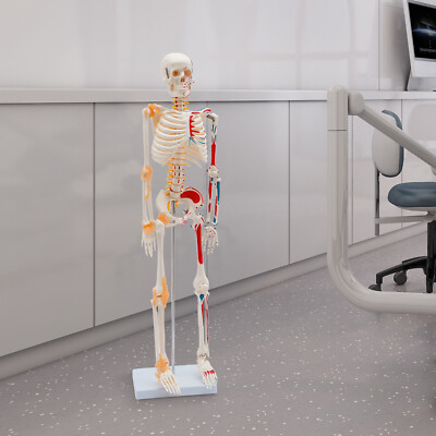 #ad 34 Inch Freestanding Human Skeleton Model Detailed Anatomy for Education $49.78