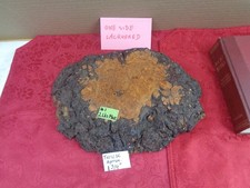 Burlwood Tree Slice 1