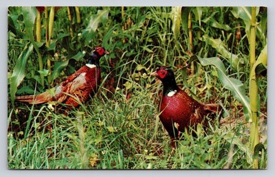 Vintage Ring-necked Pheasants Postcard Dexter Press Ektachrome Wildlife