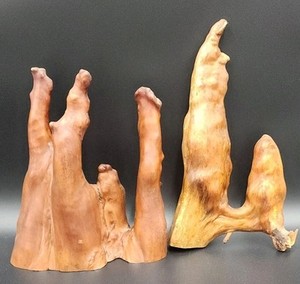 MCM Southern Cypress Knees From Cypress Trees 2 Pieces