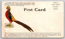 Pheasant - Advertisement for "The Reliable Pheasant Standard" c.1907 Postcard