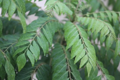 Fresh Dried Ceylon Curry Leaves Powder 100% Organic Natural Premium Quality New