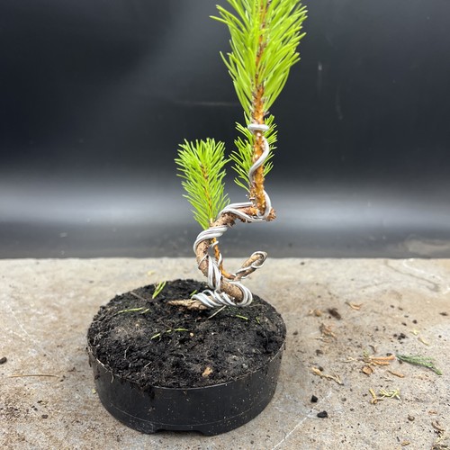 Shohin Japanese red pine bonsai  - Picture 5 of 11