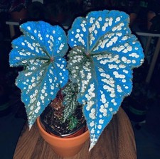 80003064 Begonia Betsy blue begonia a foglia blu 15 semi
