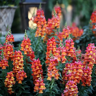 #ad Orange Wonder Snapdragon Seeds Heirloom Free Shipping Flower Seeds 1294 $125.69