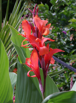 Canna indica / edulis, India Shot Lily, Canna Lily - 10 Sementes