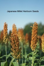 5000 Heirloom Seeds - Japanese Millet