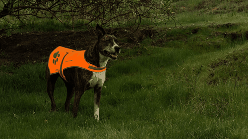 Soft shell Waterproof Dog Vest Neck Size 20 inch M Size Visibility Reflective - Picture 7 of 7