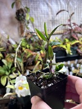 Dendrobium glomeratum, near blooming size orchid