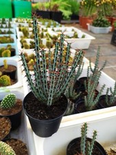 N1/Euphorbia Aeruginosa schweick vaso10 altez 13/15cm prezzo€16,50 disponibili10
