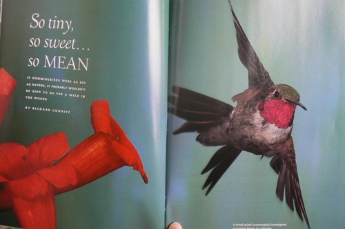 LN Smithsonian Magazine, September 2000,Ballet on the Rocks, Vol.31,No.6 - Picture 9 of 12
