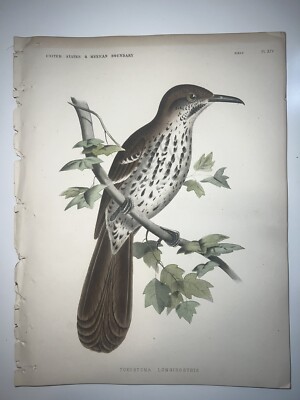1859 H/C LITHO U.S. MEXICAN BOUNDARY SURVEY BAIRD Natural History #14 Thrasher