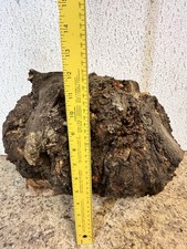 Large Live Edge Maple Wood Burl 19"x11.5"x 7" 20