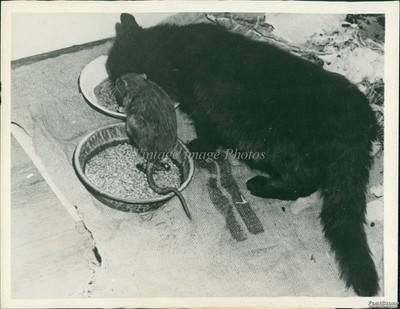 1946 Rat & Cat Prince Dusky Dine Peacefully At Joan Dare Home Animals Photo 6x8