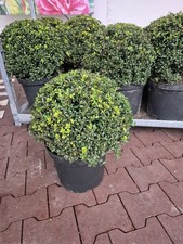 Japanische Stechpalme Ilex crenata ca.50 cm Kugel Ø ca 40 cm winterhart Buchs
