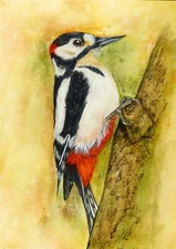 Great Spotted Woodpecker,  Wildlife Print from an Original Watercolour Painting