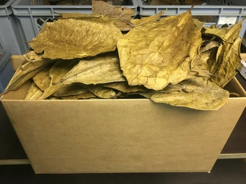 500 Gram A-Grade natural Indian Almond Catappa Leaves FREE SHIPPING - Shrimps
