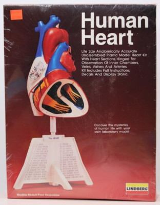 1990 LINDBERG HUMAN HEART Anatomically Accurate Plastic Model 71338 SEALED MIB