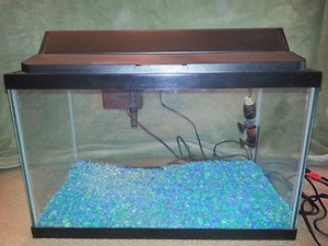 10 gallon fish