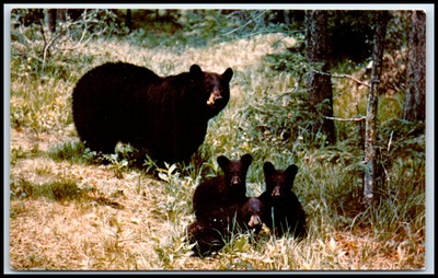 Postcard Black Bear Cubs - Scenic wildlife photo, Berkeley, CA.   H81