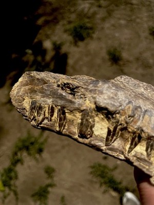 Mosasaur Upper Jaw Fossil 6 w/ Teeth & Rare skin details.