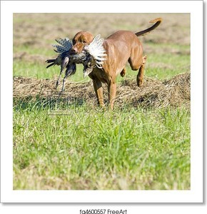 Hunting Dog With A Art Print / Canvas Print. Poster, Wall Art, Home