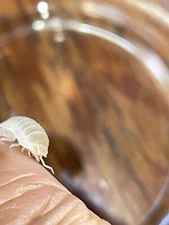 25 Isopods And 2 Cubaris Glacier And Springtails Incld Read Details