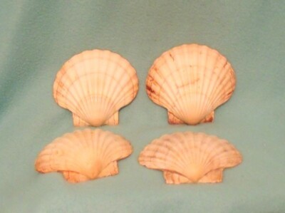 Big Scalloped Clam Shells Set of 4