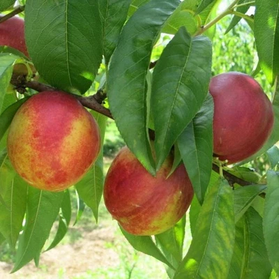 PIANTA DA FRUTTO PESCA FIOR DI MAGGIO in vaso 20 età 2/3 anni (foto reali)