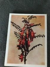 Tobacco Card, UTC, OUR SOUTH AFRICAN FLORA, 1940, Cancer Bush, #48