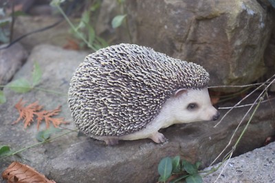 THE REPLICANT Deko-Figur „Freunde Des Waldes“ Igel - Kunstharz, Ca. 4x3 Cm, Niedliche Tierfigur