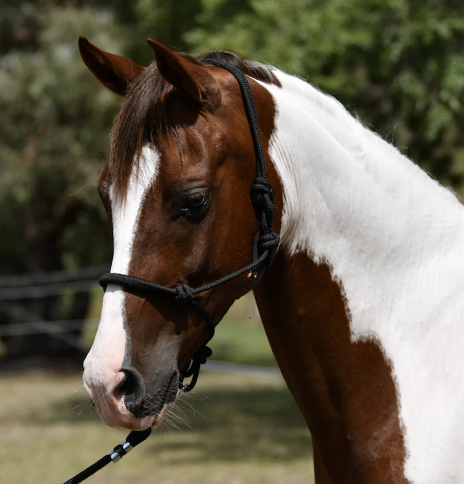 Braided Rope Halter, Rope Headstall COB - image 2 of 2