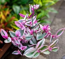 AU STOCK TRADESCANTIA 'NANOUK' VARIEGATED ROOTED PLANT SUCCULENT 6-32