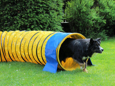PROCYON Profi Agility Tunnel 360° mit Stützsandsäcken nach FCI-Standard L=5m Ø60