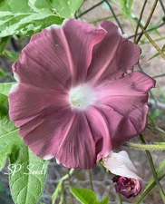 Yuuzuki Japanese Morning Glory - ipomoea NIL - seeds - chocolate rose vine