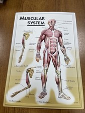3D Human Body Charts Muscular System EI-5220 MINT Educational Insights 9x13
