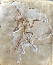 Archaeopteryx - Esemplare di Berlino - Replica fossile